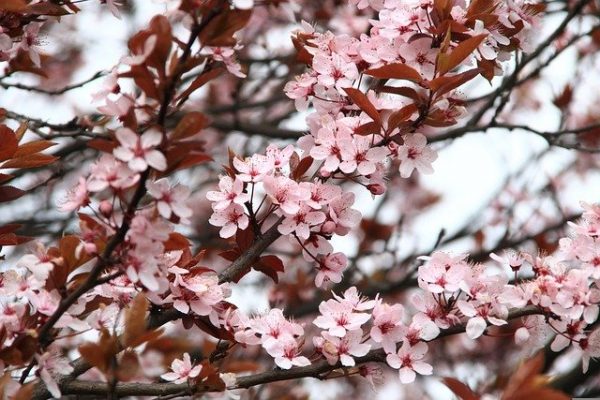 japanese-cherry-blossom