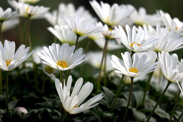 vijakob-wood-anemone-4770523_640