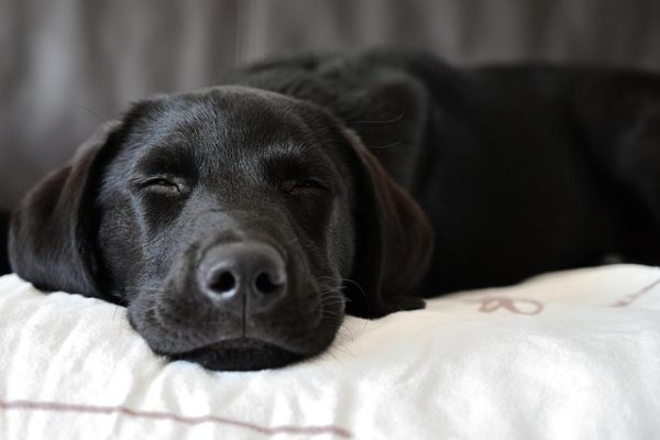 24675300-labrador-retriever-7004193_640